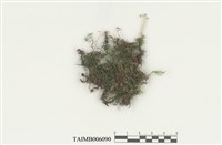 藏品(側枝走燈苔)的圖片